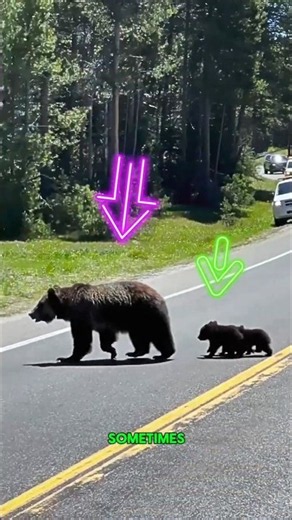 Mama Bear and Her Cubs Get the Right of Way 🐻❤️