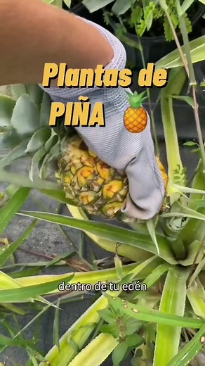 Cultivo de Piña: Consejos para Plantar y Cuidar tu Propia Planta