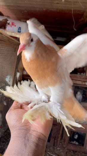 Raising exotic pigeons indoors #racingpigeon #pigeon #bird #birds