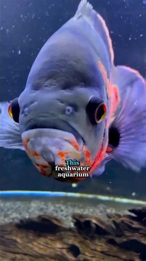 This fish is aggressive....