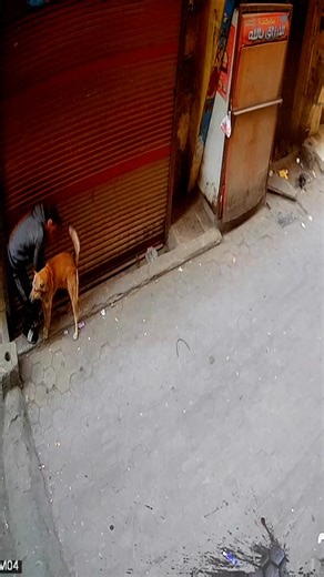 لحظات مضحكة مع الكلب في الشارع