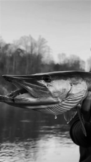 Domenic Rowlands on Instagram: "The day you catch a Muskie is the last day you’ll want to catch anything else. - #fishing #muskie #musky #fishinglife #fishingdaily #fishingislife #muskyfishing #muskiefishing #bigfish #riverfishing #rivermonsters #fishingedits"