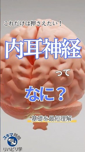 【基礎】内耳神経ってなに？PTなら知っておきたい基本#理学療法士国家試験 #作業療法士国家試験 #理学療法士 #作業療法士 #基礎 #臨床 #臨床実習 #脳 #脳神経 #内耳神経 #平衡感覚