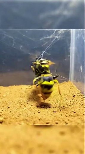 Angry Wasp Attacks Spider Incredible Fight! #SpiderAttack #ViralVideo #predatorshowdown #shortsfeed