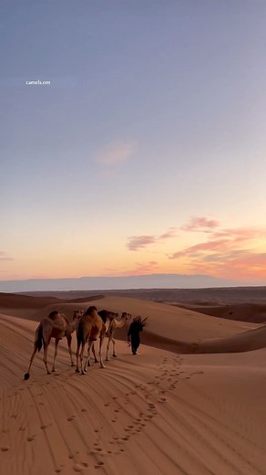 6.7K views · 132 reactions |  ONE plus Three, Oman  : [camels.om]  omanpocketguide.com #OmanPocketGuide #Oman #MyOman #TravelToOman #Travel #Tourism #Viral #Trending #reels #oman_reels #uae #dubai #abudhabi #qatar #ksa #gcc #Italia #Deutschland #US #UK #Britain #France #Schweiz #India #MiddleEast | Oman Pocket Guide | Facebook