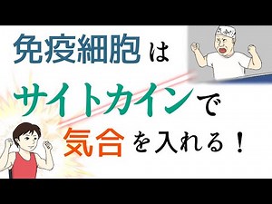 サイトカイン の働き
