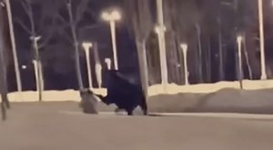 Woman Trampled By Moose While She Was Walking Her Dog