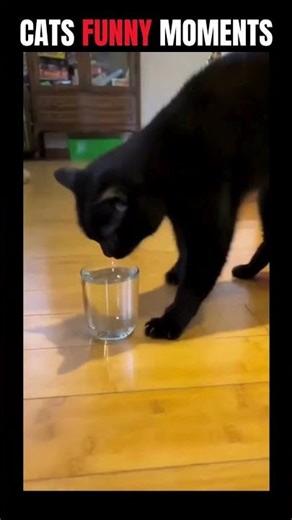 cat funny moments 😹😹 #funnycats #catshorts #viralshorts #cutecat #catsoftiktok