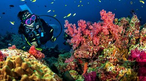 25K views · 121 reactions | See why readers of Scuba Diving magazine voted Caradonna Adventures the #1 travel agency three years in a row.  | Scuba Diving Magazine | Facebook