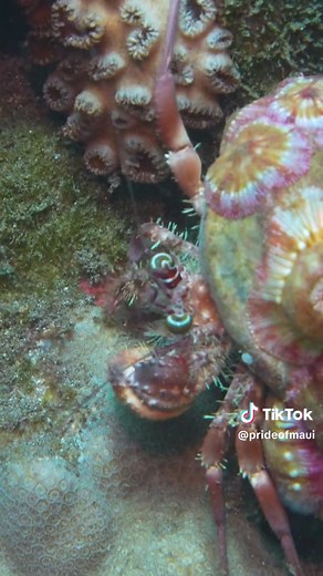 There are 13 varieties of hermit crabs in Hawaii. This one is a Jeweled Anemone Crab and is a tiny 3 inches long! #hermitcrab #underthesea #mauihi #maui #prideofmaui