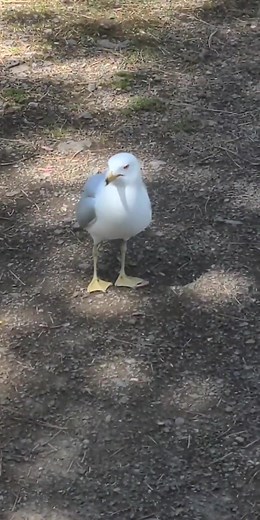 Wait till the end 😭😭#perfectlycutscreams #foryou #seagull #scream