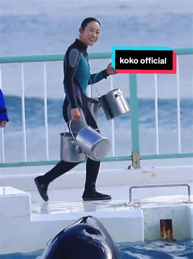 Exploring Dolphin Behavior and Intelligence