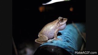 Coqui frogs UP CLOSE and LOUD! on Make a GIF