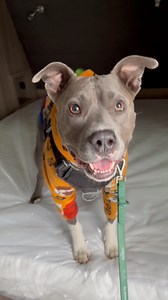 4.3K views · 234 reactions | Knucklehead went with some friends to check out their new trailer and found the perfect doghouse. That thing would be sweet to travel and spread the love in! A dog can dream can’t he?? #dog #rv #travel #nomad #adventure #campingworld #spreadthelove #pitbull #knuckleheadedadventures | Knuckleheaded Adventures | Facebook