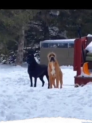 Understanding Dog Behavior: Instinctive Teamwork in Action