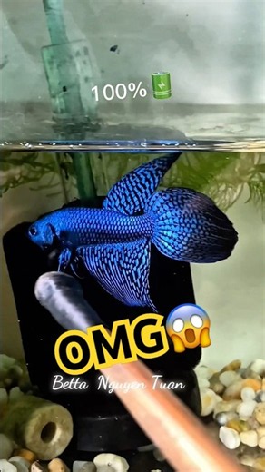 betta alien longtail blue💙🌿 #wildbetta #nguyentuanbetta