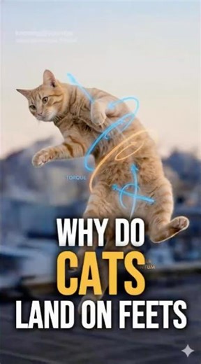 Why Cats Don't Die From Falls? The Physics Hack! 🐱 #shorts #cat #animalshorts
