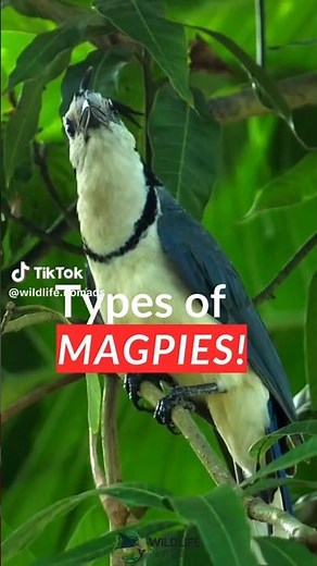 The Most Beautiful Types of Magpies You’ve Never Seen
