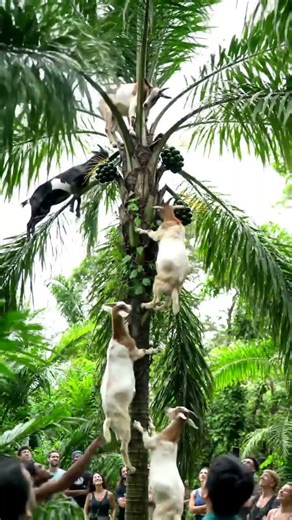 Nature’s Acrobat Goats | Climbing Palm Trees for Food, Goats in Trees?! Climbing Palms for Fruit 🌴🐐