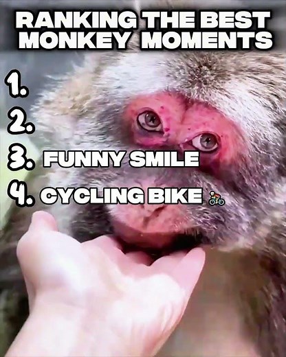 Top 4 Funniest Monkey Moments That Will Make You Laugh Out Loud!