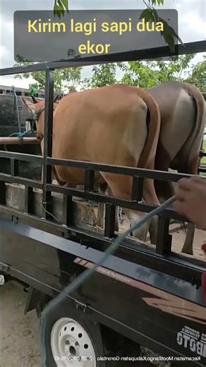 sapi jantan dan sapi betina terjual
