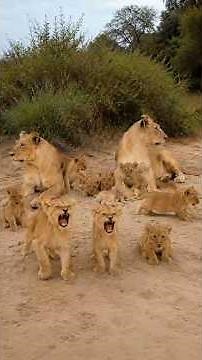 Kambula Pride Lioness Protecting Their Cubs | Kruger National Park