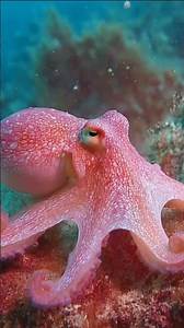 The Master of Escape: Octopus Intelligence Explained #octopus #funfacts #nature