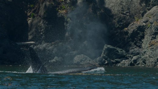 42K views · 787 reactions | Male Bigg's killer whales, particularly...