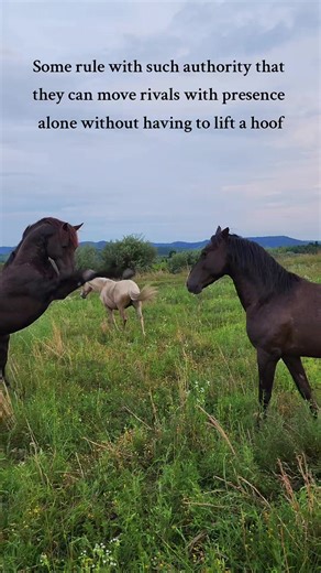 Mini Stallion Legends: Wild Horse Leadership and Stallion Behavior