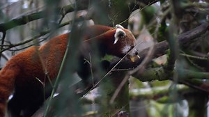 Download Red panda in zoo for free