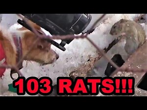 103 Rats eRATicated by Mink and Dogs!