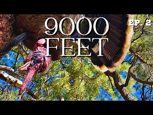 Pt. 2: A Colorado Public Land Turkey Hunt | "9000 Feet"