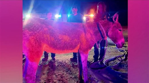 Donkey rescued from Arizona canal