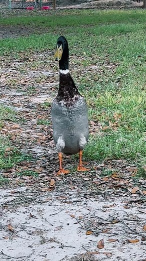 Since yall loved my last Runner Duck video so much. Enjoy this one of him calling his friends! #runnerducks #duck #runnerduck #ducks #ducksoftiktok #fyf #fup #farm #homestead #summerfarms #ducklings #runners #homesteading #farm #farmfun