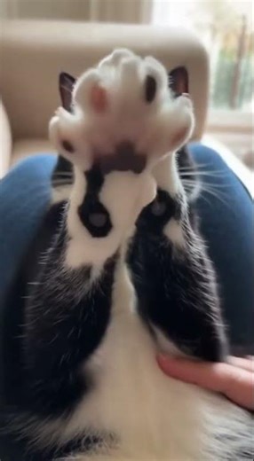 Tuxedo Cat Shows Paws on Command