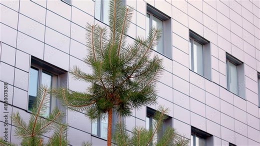 Pine tree stands near building with grid panel facade and windows. Upper branches and rectangular windows visible.