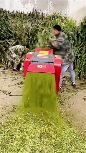 The most satisfying destruction of corn plants #shorts