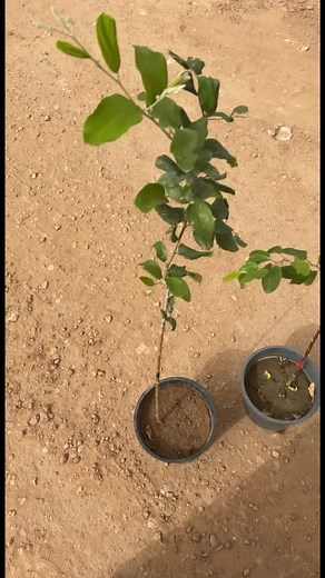 Planting a Tree: Steps to Grow Your Own Sapling