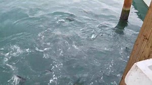 24K views · 122 reactions | THE SATURDAY EVENING TARPON FEEDING IN KEY WEST...... | FishMonster Key West | Facebook