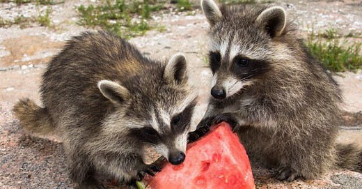 What Do Raccoons Eat?