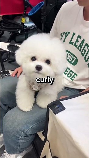 3 Amazing Bichon Frise Dog Facts You Didn't Know! 🐶🤯