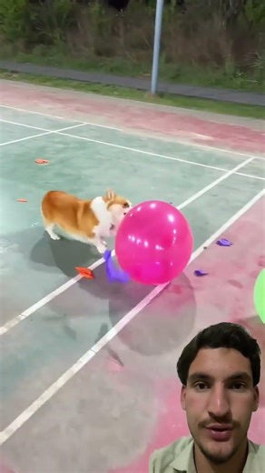 Amazing #dog#balloon#Crushing#Challenge#shortsviral