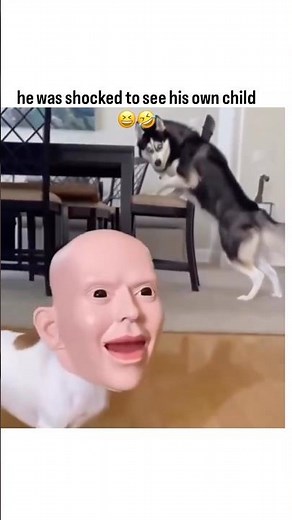 Hilarious Dog Reaction Funny Prank #shorts