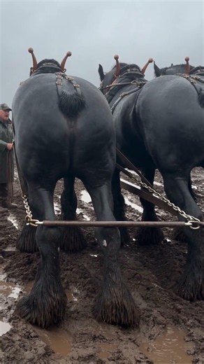 Massive Shire Horse breaks record on wet ground in Wisconsin