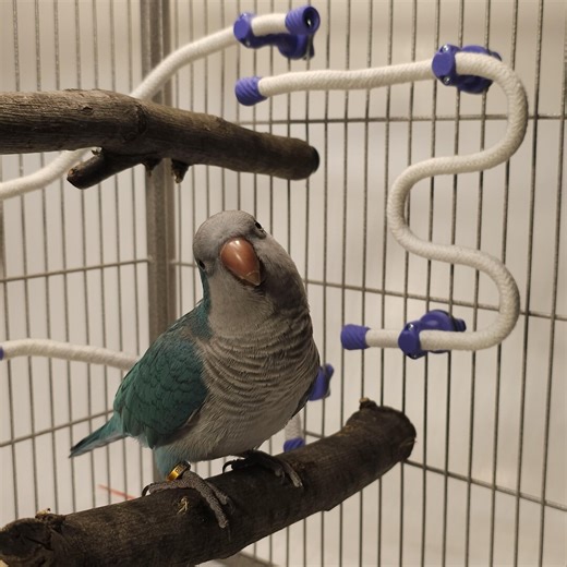 Posable Rope Perch - Etsy Canada