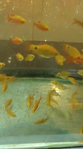 Rosy Barb | Golden FISH Store