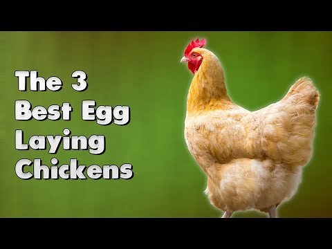 The 3 Best Egg Laying Chickens