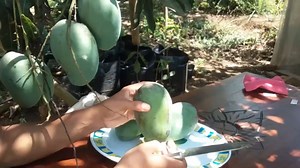 This is 9 Ideas Rooting and Grafting Mangos Plant | Grafting Examples