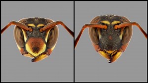 Wasps that recognize faces cooperate more, and may be smarter | Cornell Chronicle