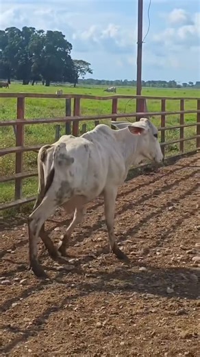 NETO 💫 on Instagram: "Matriz diferenciada🐂😂🤩✅ Créditos: 🎥 @breider_12 #touro #boi #pecuária"